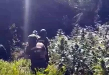 Incautan más de un centenar de plantas de cannabis en sector rural de Licantén