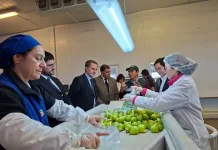 Maule consolida su rol exportador con tecnología y coordinación internacional Maule consolida su rol exportador con tecnología y coordinación internacional