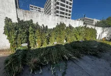 PDI incauta más de 1.700 plantas de cannabis en operativos realizados en San Clemente, Retiro y Longaví fa317b47-b6a4-4266-856e-a585292321b6