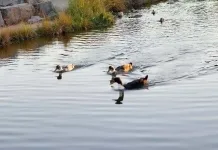 Confirman caso de influenza aviar en aves del Jardín Botánico de la Universidad de Talca jardin-botanico-universidad-talca