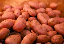 Críticas por alza del precio de la papa en el Maule: acusan incrementos desmedidos y eventual especulación papas