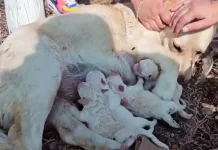 perrita-cachorros