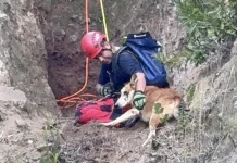 Bomberos rescatan a perrito atrapado en quebrada de difícil acceso en Potrero Grande 0f9ca4e0-6726-490b-8bf2-6c8aaa703b86