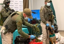 Carabineros desarticula gran plantación de cannabis entre Rengo y San Fernando