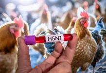 Declaran Alerta Temprana Preventiva en el Maule por presencia de Influenza Aviar H5N1 A hand holding a test tube labeled "H5N1" against a background of a chicken coop with chickens.