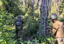 Incautan 450 plantas de cannabis en sector cordillerano de Molina