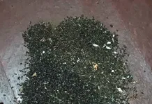Vecinos denuncian masiva plaga de moscas en sector rural de Molina y apuntan a posibles focos sanitarios Vecinos denuncian masiva plaga de moscas en sector rural de Molina y apuntan a posibles focos sanitarios