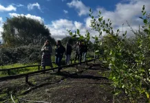 Curicó transforma antiguo basural en bosque urbano con técnica japonesa Miyawaki Curicó refuerza acciones para el cuidado del medio ambiente y la seguridad peatonal-4
