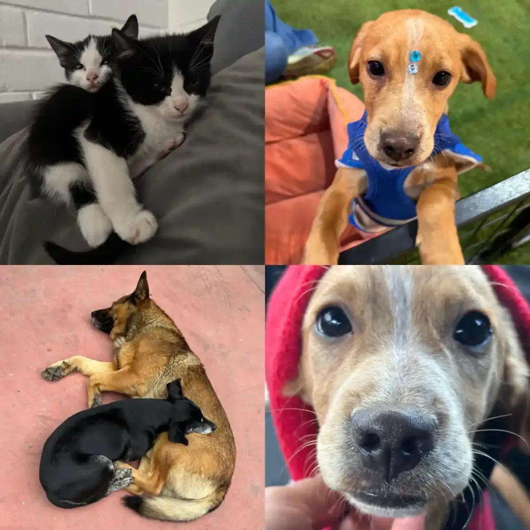 Canil Municipal De Curico Realiza Urgente Llamado A La Adopcion Responsable De Mascotas Rescatadas 6