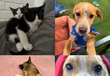 Canil Municipal De Curico Realiza Urgente Llamado A La Adopcion Responsable De Mascotas Rescatadas 6