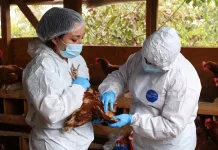 gallina-examen-gripe-2