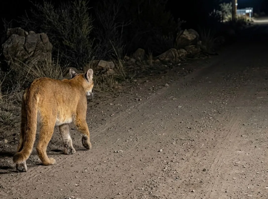 Vecino Capta Presencia De Puma En Sector Precordillerano De San Fernando