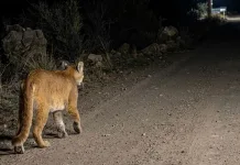 Reportan avistamiento de puma en sector Isla de Briones de San Fernando Vecino Capta Presencia De Puma En Sector Precordillerano De San Fernando
