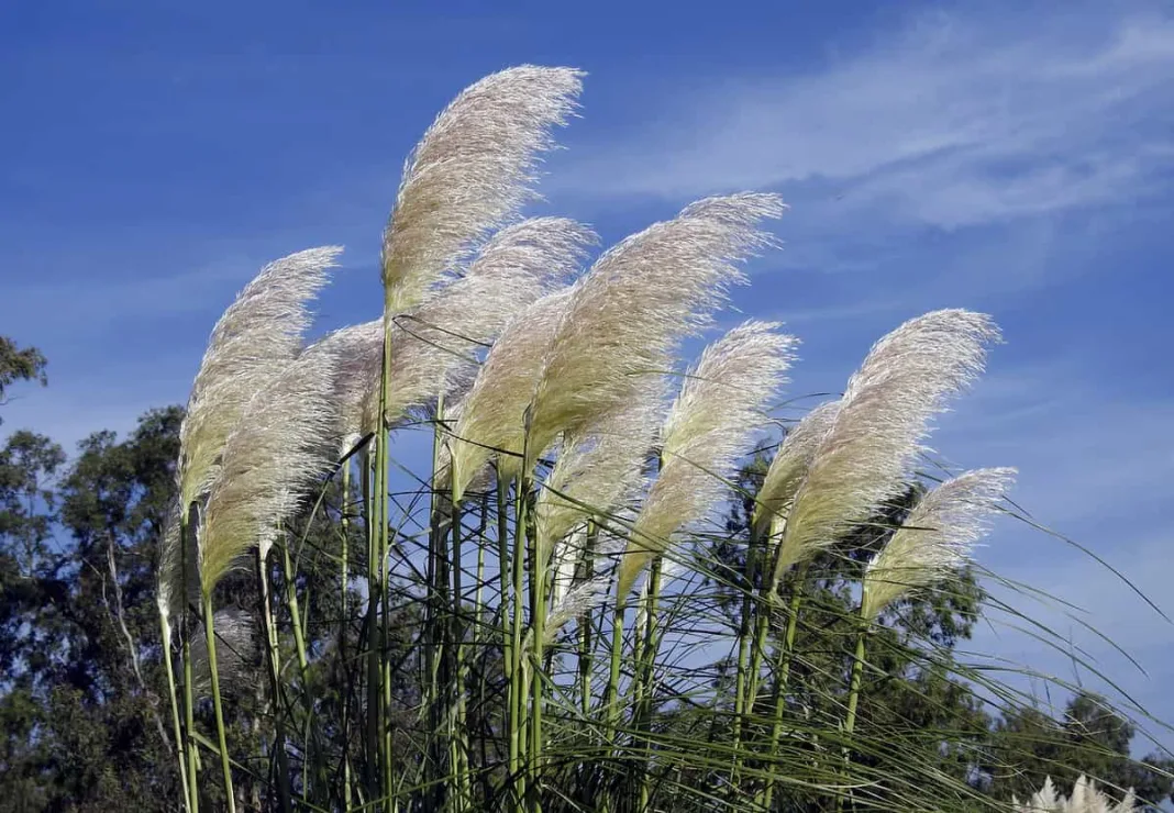 viento-plantas-1