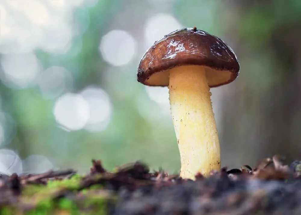 Buscan La Callampa Mas Grande En Pencahue Y Desata Ola De Reacciones En Redes Sociales
