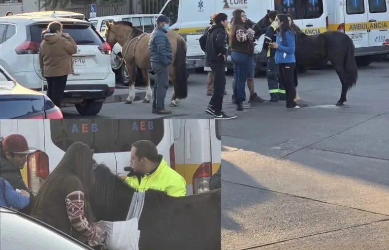 Caballo Herido Tras Accidente Llego Hasta Hospital De San Fernando Y Fue Auxiliado Por Funcionarios