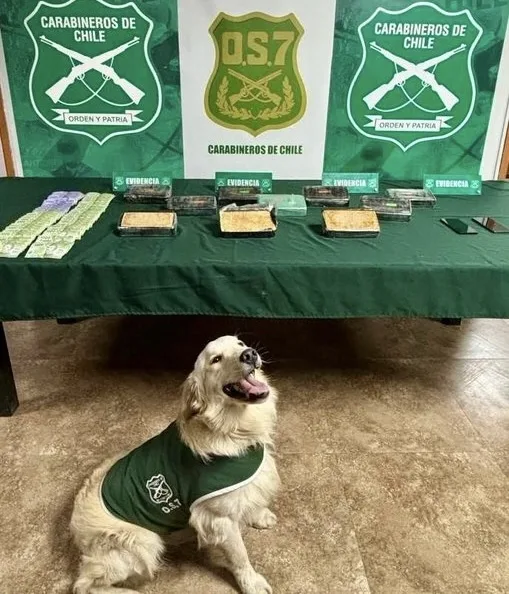 Carabineros Decomisa Mas De 10 Kilos De Pasta Base De Cocaina Durante Fiscalizacion En Mostazal