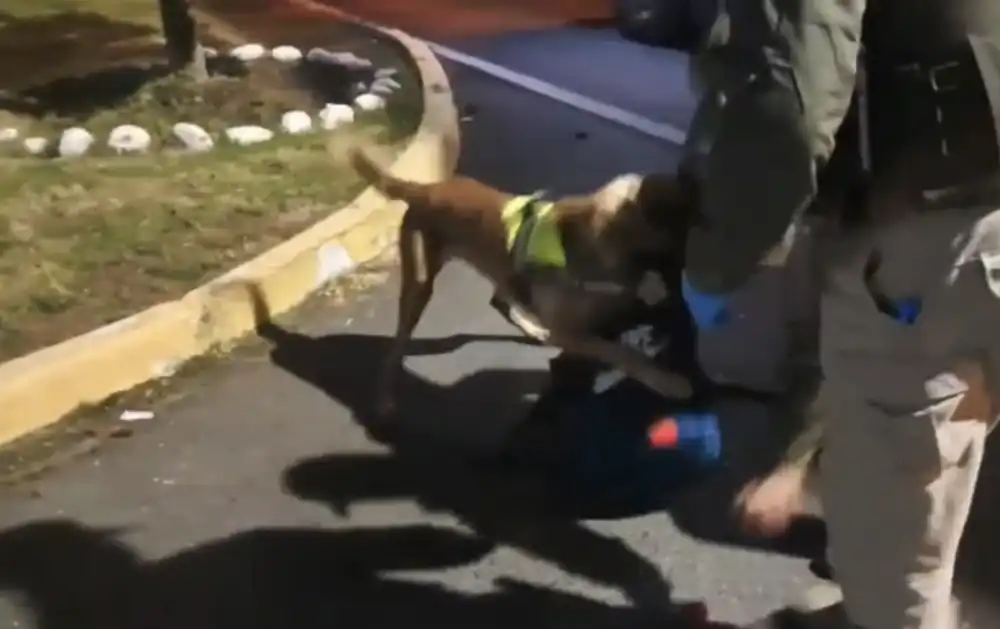 Carabineros Decomisa Mas De 9 Kilos De Pasta Base De Cocaina En Fiscalizacion A Bus Interurbano En Chimbarongo