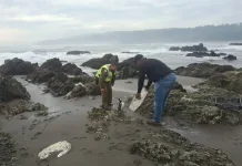 Carabineros Rescata Pinguino Herido En Playa De Llico Y Coordina Su Recuperacion Con Sernapesca