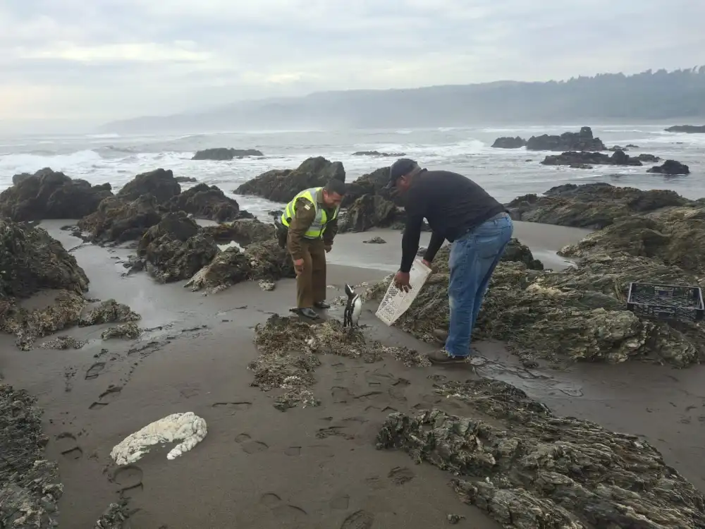 Carabineros Rescata Pinguino Herido En Playa De Llico Y Coordina Su Recuperacion Con Sernapesca