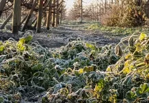 Heladas Afectaran A Seis Regiones Del Centro Sur Del Pais Con Temperaturas De Hasta 4c