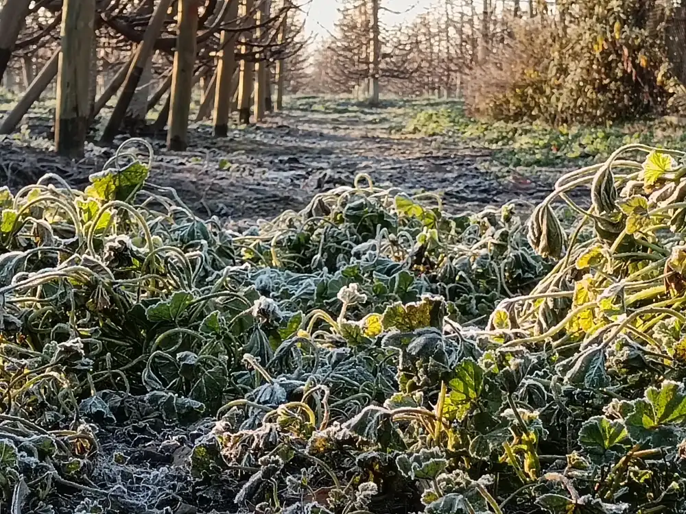 Heladas Afectaran A Seis Regiones Del Centro Sur Del Pais Con Temperaturas De Hasta 4c