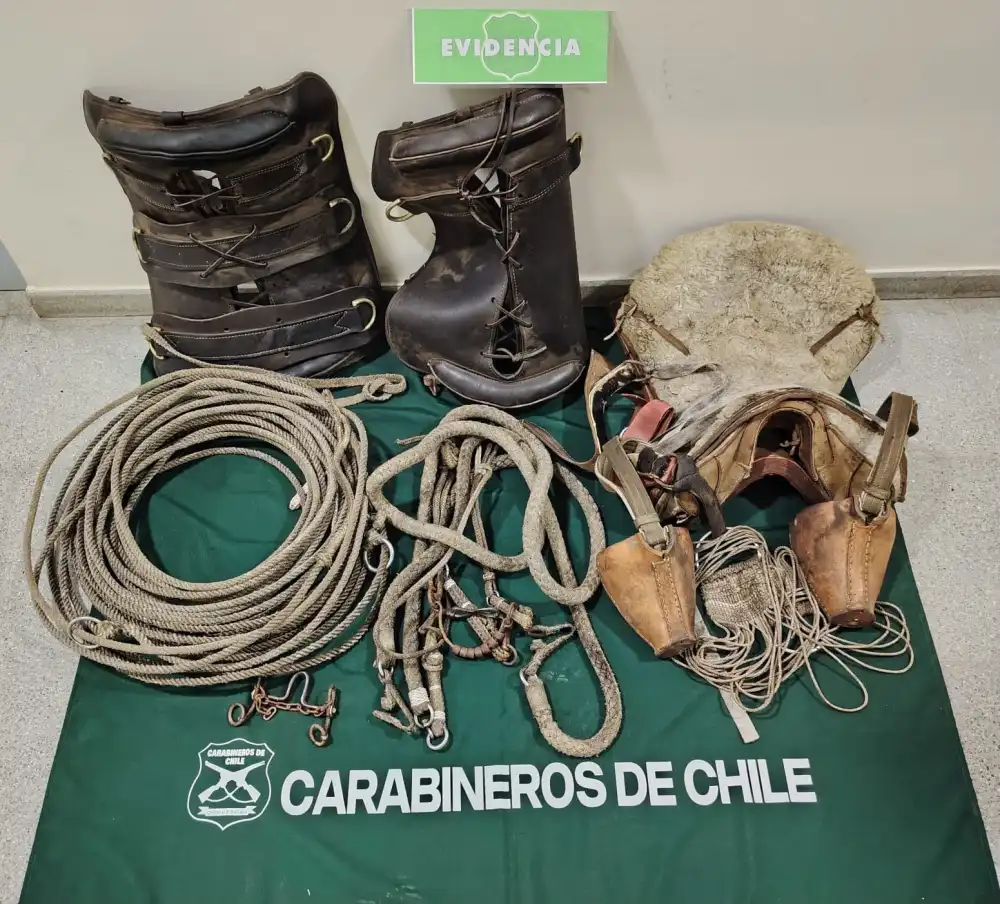 Menor De Edad Es Detenido Por Receptacion De Aperos De Rodeo Robados En Parral