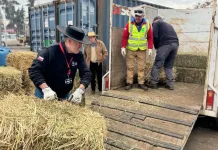 Municipio de Romeral entrega fardos a productores agrícolas y ganaderos para enfrentar temporada invernal Municipio De Romeral Entrega Fardos A Productores Agricolas Y Ganaderos Para Enfrentar Temporada Invernal 1