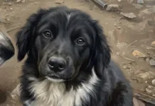 Perro Quedo Gravemente Herido Tras Brutal Ataque En Sector Dragones Norte De Curico