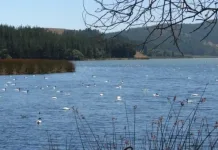 Laguna Torca, donde la naturaleza nos enseña a convivir (comuna de Vichuquén)