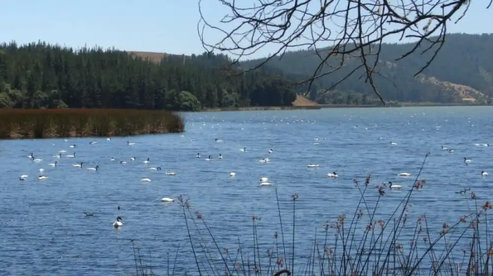 Laguna Torca, donde la naturaleza nos enseña a convivir (comuna de Vichuquén)