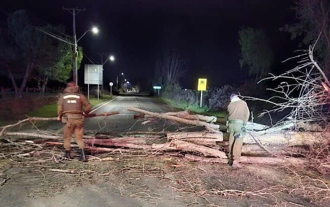 Carabineros Despejan Ruta I 45 Tras Caida De Arbol Provocada Por Fuertes Rafagas De Viento En San Fernando