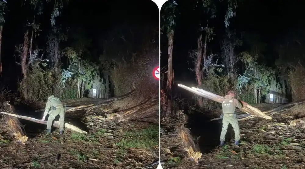 Carabineros Restablece El Transito En Camino A Huinganes En Coya Tras Caida De Arboles Por Sistema Frontal