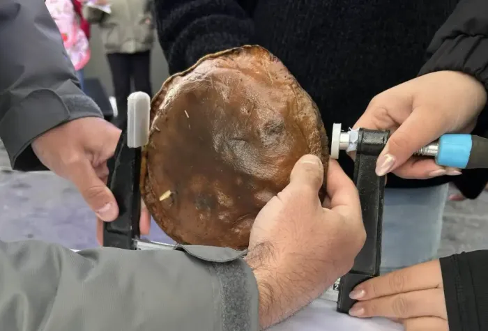 Fiesta Del Hongo Silvestre Consolido A Empedrado Como Un Atractivo Turistico Del Invierno En El Maule 1