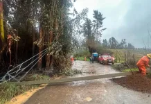 Municipalidad De Molina Informa Balance De Emergencias Por Sistema Frontal Ocho Caidas De Arboles Y Cinco Sectores Afectados