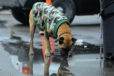Perrito En Situacion De Calle Muere Tras Intensa Helada En Los Angeles