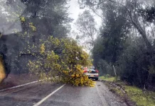 Sistema frontal deja caída de árboles, daños menores y cortes eléctricos puntuales en la provincia de Curicó Sistema Frontal Deja Caida De Arboles Danos Menores Y Cortes Electricos Puntuales En La Provincia De Curico
