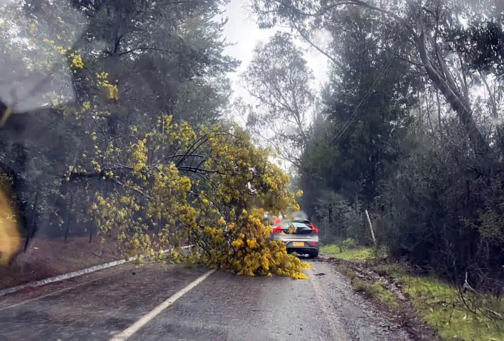 Sistema Frontal Deja Caida De Arboles Danos Menores Y Cortes Electricos Puntuales En La Provincia De Curico