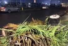 tala-de-palmeras-frente-a-condominio-en-curico
