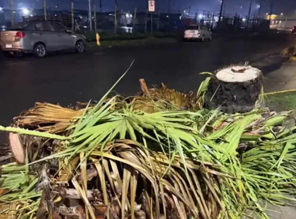 tala-de-palmeras-frente-a-condominio-en-curico
