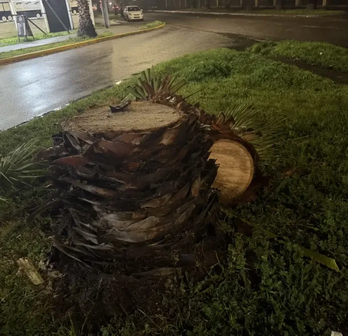 Vecinos Denuncian Tala De Palmeras Frente A Condominio En Curico Y Cuestionan Procedimiento De Cge 3