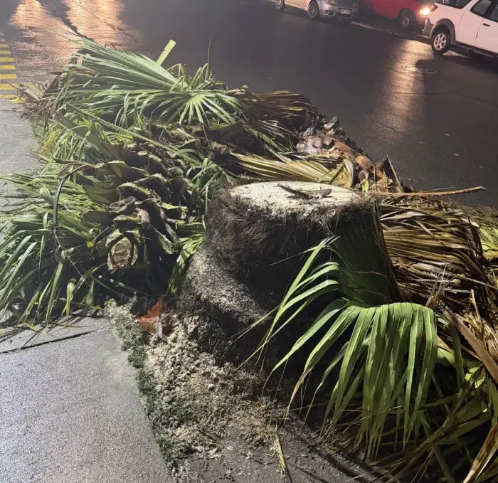 Vecinos Denuncian Tala De Palmeras Frente A Condominio En Curico Y Cuestionan Procedimiento De Cge 4