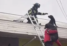 Bomberos vuelven a demostrar su vocación de servicio tras rescatar a dos perritos atrapados en un techo de un local en Molina Bomberos Vuelven A Demostrar Su Vocacion De Servicio Tras Rescatar A Dos Perritos Atrapados En Un Techo De Un Local En Molina