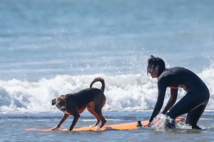 Captan A Surfista Rescatando A Un Perro Que Era Arrastrado Por La Corriente En La Desembocadura De Curanipe