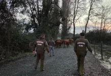 Carabineros recupera animales sustraídos desde predio de Colbún y detiene a un sujeto por abigeato Carabineros Recupera Animales Sustraidos Desde Predio De Colbun Y Detiene A Un Sujeto Por Abigeato