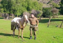 Carabineros recupera equino que recorrió más de ocho kilómetros sin jinete por ruta de Villa Prat Carabineros Recupera Equino Que Recorrio Mas De Ocho Kilometros Sin Jinete Por Ruta De Villa Prat