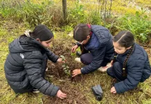 Curepto impulsa restauración ambiental con jornada de reforestación de especies nativas Curepto Impulsa Restauracion Ambiental Con Jornada De Reforestacion De Especies Nativas