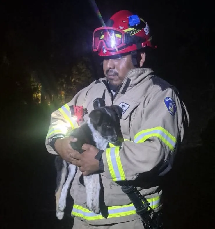 Bomberos Rescatan A Cachorro Desde Un Barranco En Los Quenes Y Vecino Decide Adoptarlo