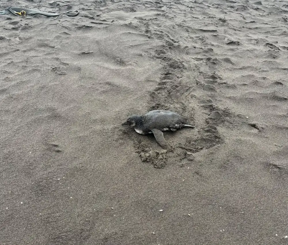 Carabineros Participa En Rescate De Pinguino De Humboldt Encontrado Lesionado En Playa Lipimavida