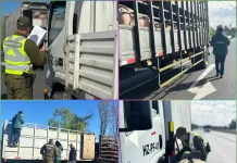 Carabineros Refuerza Controles Preventivos En Curico Ante El Inicio Del Mes De La Patria